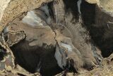 Wide, Petrified Wood (Schinoxylon) Limb - Blue Forest, Wyoming #210876-2